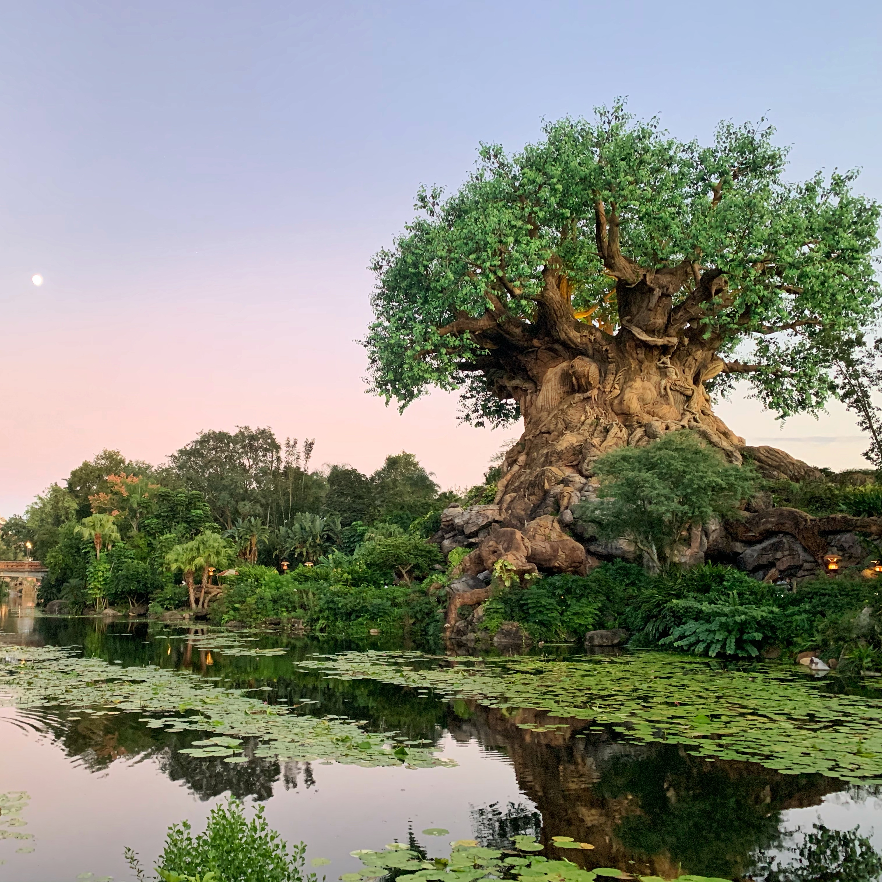 how big is the tree of life at animal kingdom