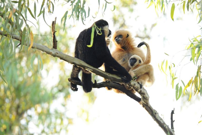 Dr Anne Savage Conservation Director For Disneys Animals Tells Stories